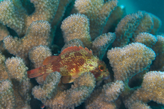 Sebastapistes coniorta