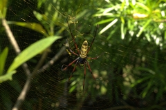 Nephila comorana
