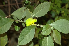 Furcifer polleni
