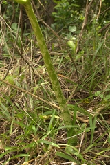 Amorphophallus paeoniifolius