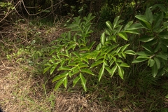 Amorphophallus paeoniifolius