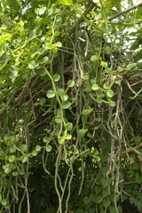 Cissus quadrangularis