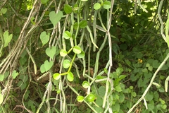 Cissus quadrangularis