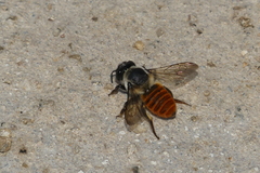 Megachile impressa