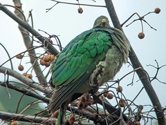 Ptilinopus leclancheri