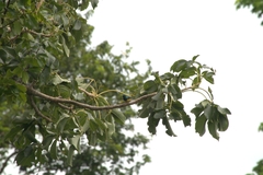 Cinnyris coquerellii