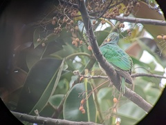 Ptilinopus leclancheri