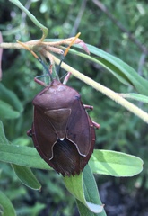 Stilida indecora