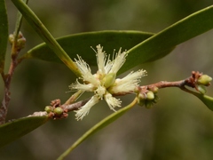 Melaleuca acacioides
