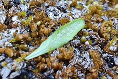 Notogrammitis gunnii