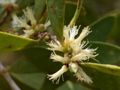 Melaleuca acacioides