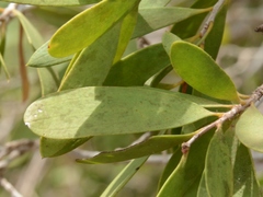 Melaleuca acacioides