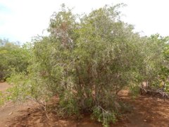 Melaleuca acacioides