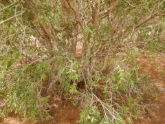 Melaleuca acacioides