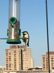 Parus major