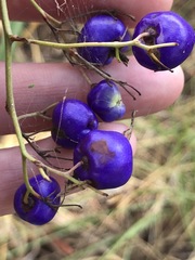 Dianella callicarpa