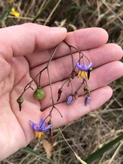 Dianella callicarpa