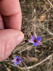 Dianella callicarpa