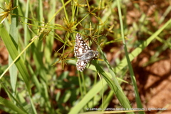 Ernsta dromus