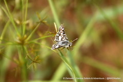 Ernsta dromus