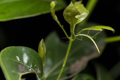 Huananphasma amicum