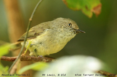 Mountain Thornbill photo 2