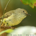Mountain Thornbill - Photo (c) Tom Tarrant, some rights reserved (CC BY-NC-SA)