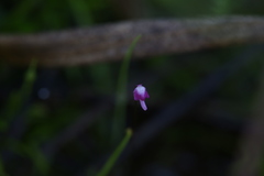 Utricularia minutissima