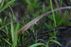 Utricularia minutissima