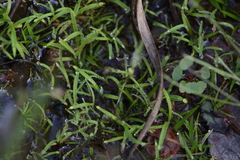 Utricularia minutissima