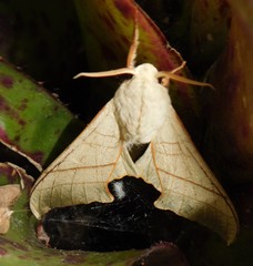 Pseudoclanis molitor