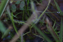 Drosera serpens