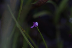 Utricularia minutissima