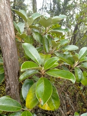 Brachyglottis buchananii