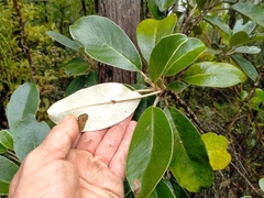 Brachyglottis buchananii