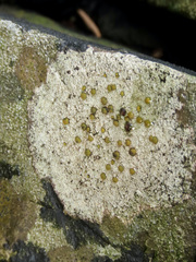 Caloplaca litoricola