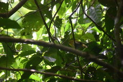 Zosterops explorator