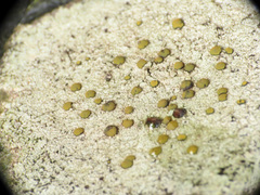 Caloplaca litoricola