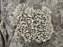 Caloplaca litoricola