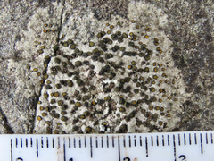 Caloplaca litoricola
