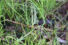 Drosera serpens