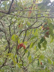 Zanthoxylum leprieurii