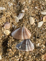 Latona cuneata