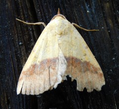 Phytometra duplicalis