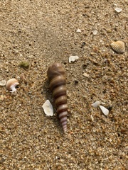 Turritella attenuata