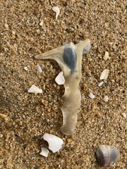 Malleus albus