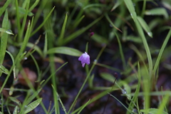 Utricularia minutissima
