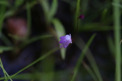 Utricularia minutissima