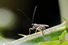 Sericopimpla australis
