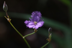 Banks' Fringed Lily (Thysanotus banksii)